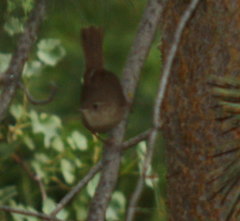 Troglodytes pacificus