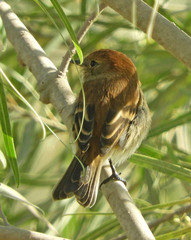 Myiophobus fasciatus