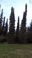 Picea omorika