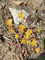 Sedum debile