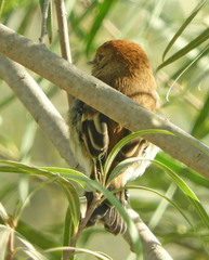 Myiophobus fasciatus