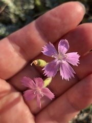 Dianthus chinensis