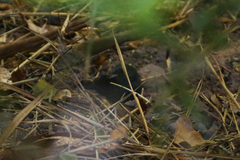 Spodiornis rusticus
