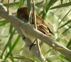 Myiophobus fasciatus
