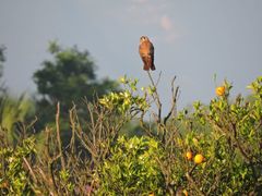 Falco sparverius