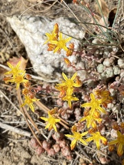 Sedum debile