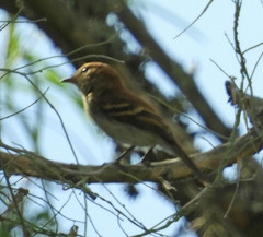 Myiophobus fasciatus