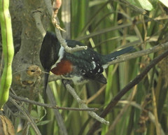Chloroceryle americana
