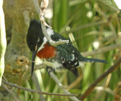 Chloroceryle americana