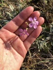 Dianthus chinensis