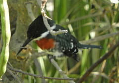 Chloroceryle americana
