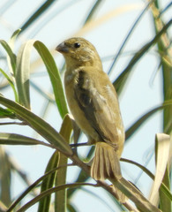 Sporophila caerulescens