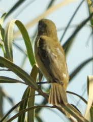 Sporophila caerulescens