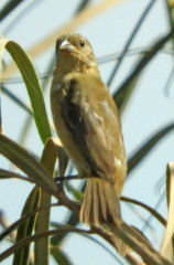 Sporophila caerulescens