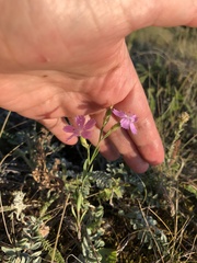 Dianthus chinensis