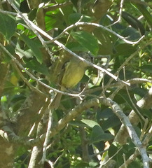 Phylloscartes ventralis