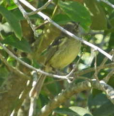 Phylloscartes ventralis