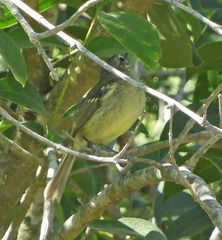 Phylloscartes ventralis