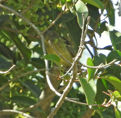 Phylloscartes ventralis