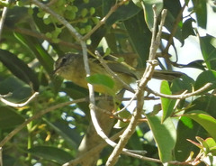 Phylloscartes ventralis