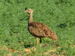Eupodotis vigorsii vigorsii