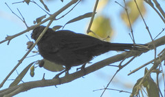Stephanophorus diadematus