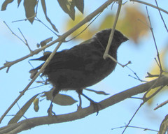 Stephanophorus diadematus
