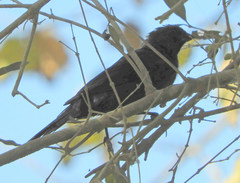 Stephanophorus diadematus