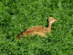 Eupodotis vigorsii vigorsii