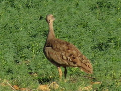 Eupodotis vigorsii vigorsii