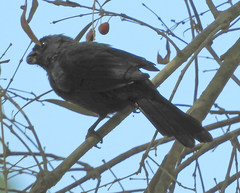 Stephanophorus diadematus