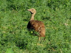 Eupodotis vigorsii vigorsii