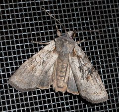 Lithophane antennata