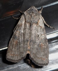 Lithophane antennata