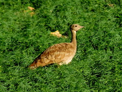 Eupodotis vigorsii vigorsii