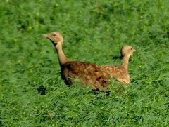 Eupodotis vigorsii vigorsii