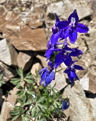 Delphinium glareosum