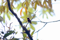 Microchera albocoronata