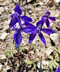 Delphinium glareosum