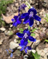 Delphinium glareosum