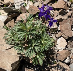 Delphinium glareosum