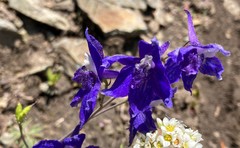 Delphinium glareosum