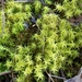 Side-fruited Crisp-Moss - Photo (c) Pasquale Buonpane, some rights reserved (CC BY-NC)