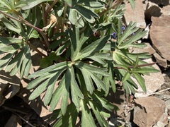 Delphinium glareosum