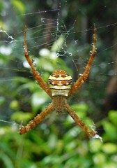 Argiope aetheroides