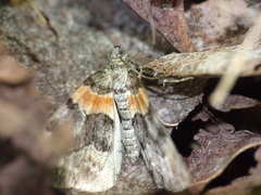 Dysstroma hersiliata