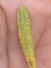 Coleosporium campanulae