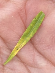 Coleosporium campanulae