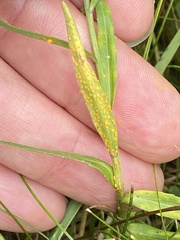 Coleosporium campanulae