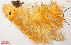 Lamprospora crechqueraultii macrantha